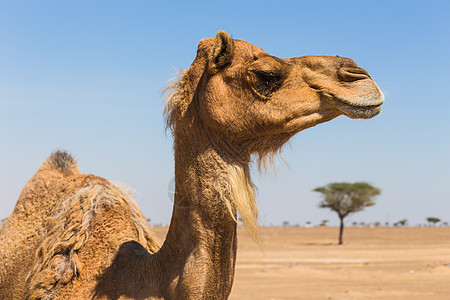 带骆驼的沙漠景观地伦大篷车运输哺乳动物旅游动物群夫妻荒野动物野生动物图片