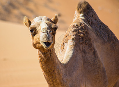 带骆驼的沙漠景观夫妻动物群旅游荒野地伦旅行大篷车动物运输哺乳动物图片