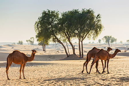 带骆驼的沙漠景观大篷车地伦旅游哺乳动物动物群荒野动物旅行夫妻运输图片