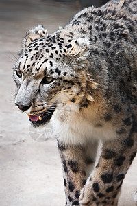 雪豹猫科食肉豹属毛皮猎人濒危动物斑点动物园哺乳动物图片