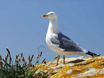 鸽子动物野生动物白色小鸟背景图片