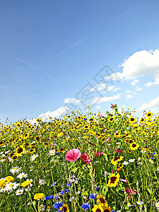 鲜花和草地草地上的鲜花牧歌植物群荒野背景