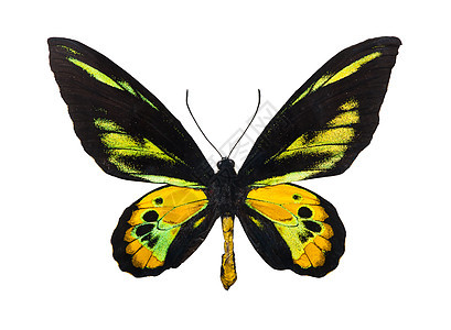 蝴蝶Rothschild的鸟翅图片