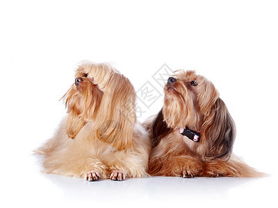 两只装饰狗的小狗犬类棕色脊椎动物贵宾幸福兰花爪子猎犬宠物朋友图片