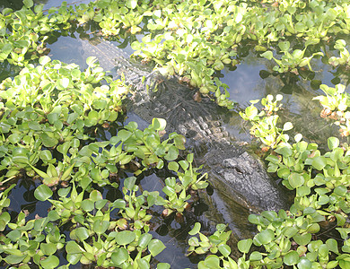 美洲鳄鱼游泳植被鼻子沼泽地荒野水池池塘野生动物爬虫沼泽动物图片