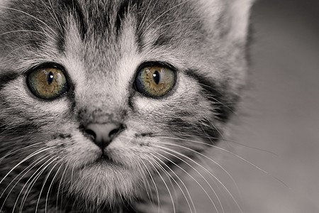 塔比小猫胡须灰色动物哺乳动物捕食者黄眼睛虎斑猫科眼睛头发图片
