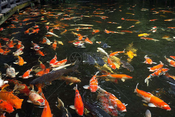 鱼游泳鲤鱼橙子动物群生物黄色栖息地配种闲暇钓鱼池塘图片