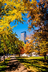 Charlotte 城市天线秋季季节植物数控住宅区市中心景观天际树木建筑物季节性图片