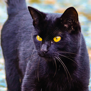 黑猫 黄眼睛发光图片