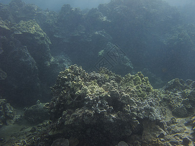 夏威夷珊瑚礁珊瑚蓝色潜水水晶海景潜水员动物群水族馆盐水阳光图片