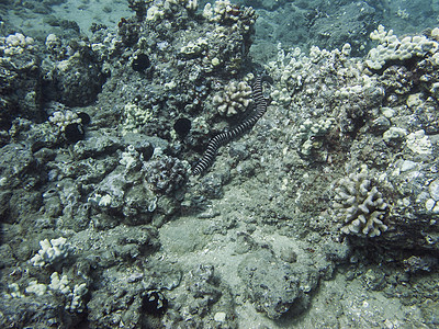 斑马海鳗珊瑚盐水生物学动物白色野生动物鲤鱼异国游泳热带图片