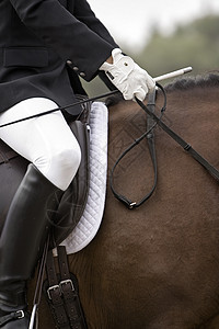 领西班牙纯种马 西班牙的马身长行动运动配种手套动物皮革腰带马背教练舞步图片