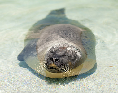 密封封印太阳哺乳动物海牛动物生活海豹图片
