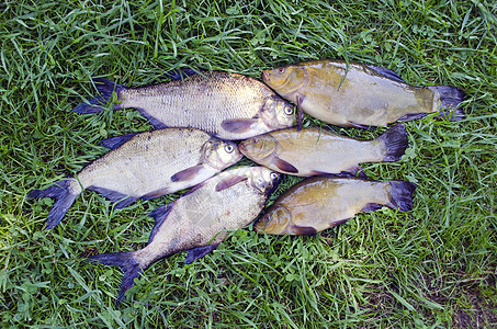 大湖鱼类 捕捞后在绿草上用丁ch和bream图片