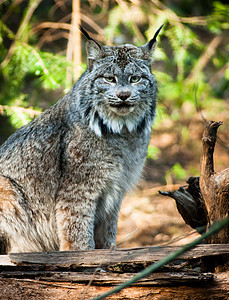 树林里的猫野猫 Lynx中型Sized野兽背景