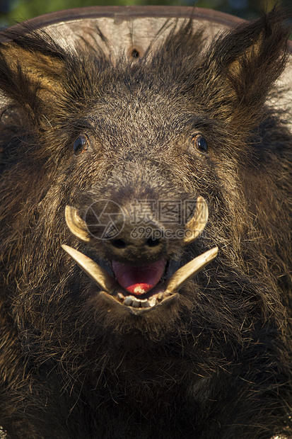 野猪头獠牙动物解剖学荒野猎人棕色野生动物哺乳动物安装牙齿图片