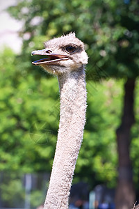 斯特里希公园眼睛羽毛动物群脖子动物园荒野鸟类野生动物动物图片