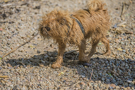 棕色的子刚在海中洗澡犬类头发动物毛皮家畜生物哺乳动物脊椎动物宠物朋友图片