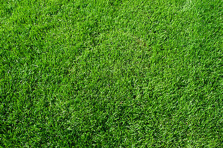 绿草院子草皮活力草原土地生长场地边缘绿色植物植物图片