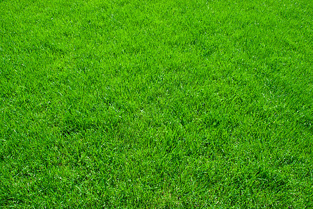 绿草院子边缘草皮草原生长活力土地绿色植物植物草地图片