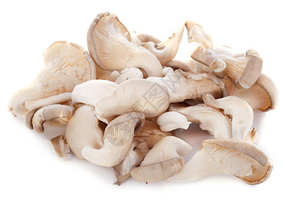 圆环蘑菇工作室食用菌牡蛎鲍鱼食物蔬菜图片