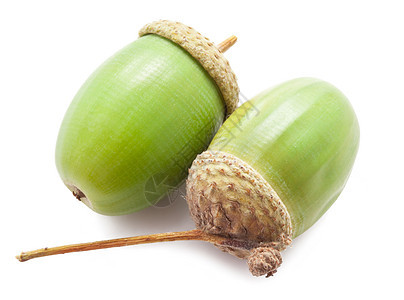 橡果植物季节性橡木白色生长季节绿色食物种子棕色图片