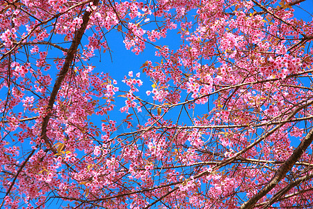 狂野喜马拉雅山樱花木头农村荒野天空墙纸公园季节蓝色植物花朵图片