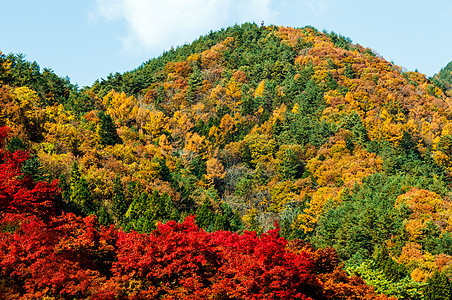 秋山植物黄色丛林云景天空红色叶子绿色橙子蓝色图片