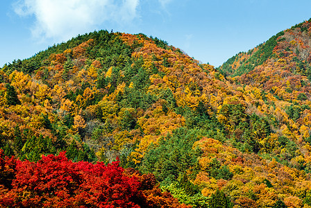 秋山植物红色蓝色橙子云景丛林黄色爬坡叶子绿色图片