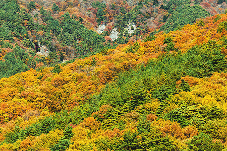 秋季山区橙子叶子丛林蓝色天空森林绿色植物红色黄色图片