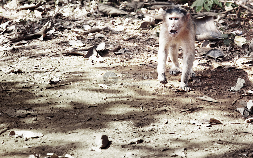 好斗的猴子生活动物风险情调运动灵长类野生动物食物山魈环境图片