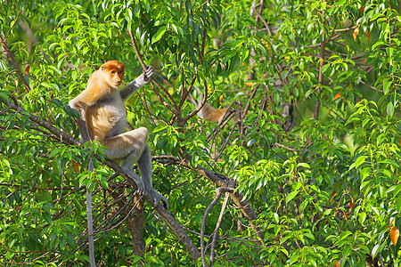 蛋白质猴子野生动物避难所红树异国丛林鼻猴情调鼻子公园绿色植物图片