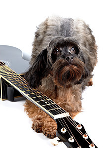 装饰性沙吉狗和黑吉他哺乳动物旋律动物爪子细绳乐器毛皮犬类唱歌音乐图片