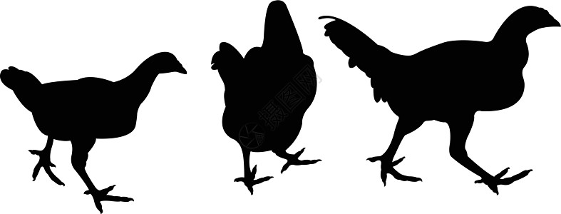 鸡的双光向矢量插图农业拼贴画黑色荒野白色家禽公鸡图片