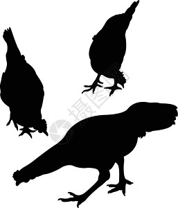 鸡的双光向矢量荒野插图家禽拼贴画公鸡黑色白色农业背景图片
