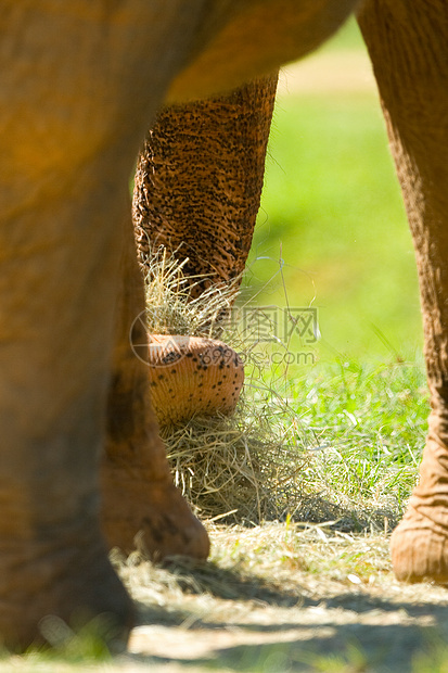 非洲大象娱乐生命兽面乐趣阳光动物群旅行物种食草草食性图片