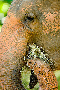 非洲大象濒危哺乳动物兽嘴生命摄影野生动物象牙动物园动物群主题图片