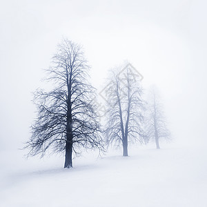 雾中的冬树团体多云风景天气场景白色调子剪影蓝色分支机构图片