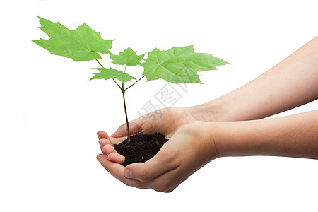 手握树木土壤女孩植物棕榈农业叶子发芽生态环境园艺图片