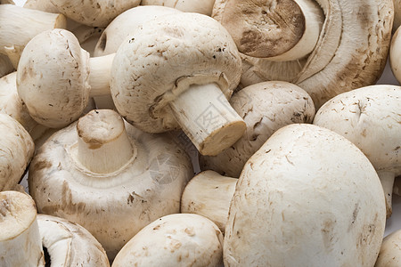 香农蘑菇白色烹饪营养蘑菇食物图片