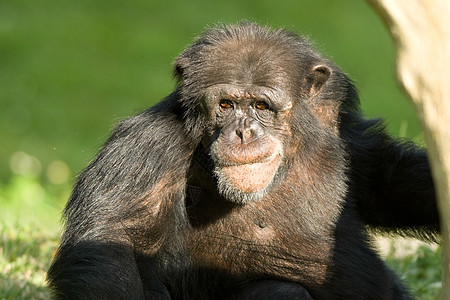黑猩猩水平主题野生动物生命哺乳动物灵长类野外动物动物群兽嘴动物图片