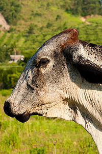 特写一头奶牛主题动物鼻子草食性兽耳家牛农场哺乳动物食草阳光图片