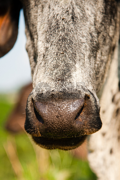 特写一头奶牛兽面家牛阳光农场农业动物家畜食草草食性主题图片