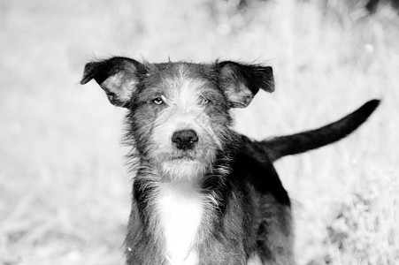 狗狗的紧闭水平忠诚摄影哺乳动物宠物警觉动物黑与白家畜图片