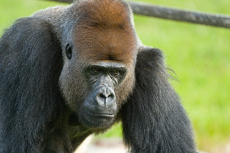 大猩猩的近身动物群生命水平黑色动物园摄影主题动物哺乳动物灵长类图片