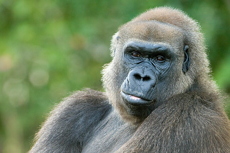 大猩猩的近身动物群灵长类动物动物园哺乳动物野生动物兽嘴主题生命表情图片