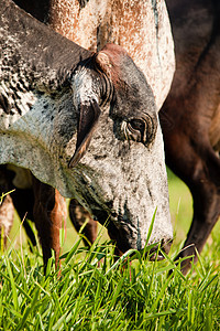 农场里的奶牛主题草食性农业家牛背景食草家畜阳光哺乳动物摄影图片