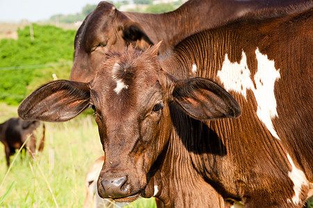 田野中的牛牛农场阳光兽耳家畜鼻子兽面水平草食性奶牛家牛图片