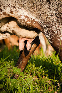 牛的乌面农场摄影雌性乳房家畜阳光农业阴影食草动物图片