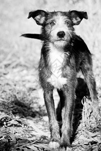 狗黑与白摄影宠物警觉忠诚动物哺乳动物家畜图片